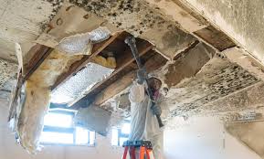 Best Black Mold Removal in Mount Hope, WV